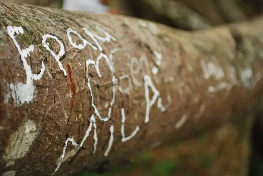 Tree Of Love Kemaro Island Palembang Indonesia | Airasia Pesta Blogging Communities Trip 2009 | Things To Do In Palembang, Indonesia | Indonesia, Palembang, Pesta Blogger, Sumatra, Things To Do In Palembang | Author: Anthony Bianco - The Travel Tart Blog